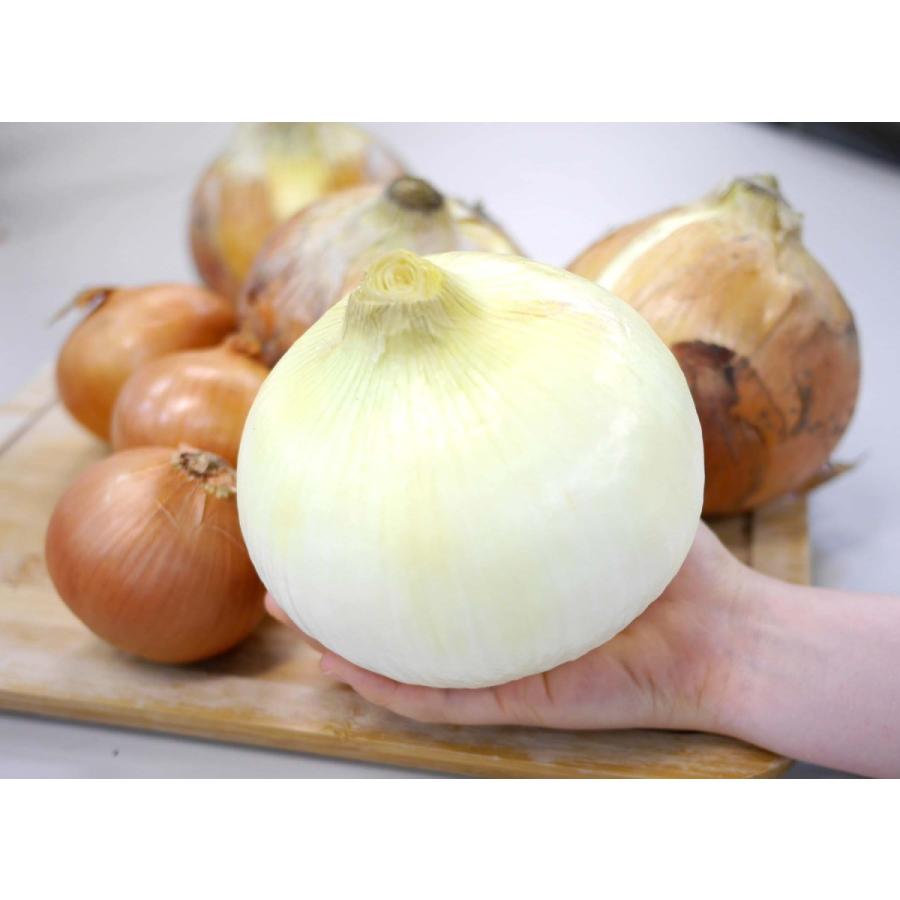 タマネギ 種 野菜たね F1メガオニオン 1袋 3ml 野菜のタネ 野菜 種子 タマネギの種 タマネギ 玉葱 玉ねぎ たまねぎ タネ Ytc04 国華園 14n P6 0098 花と緑 国華園 通販 Yahoo ショッピング