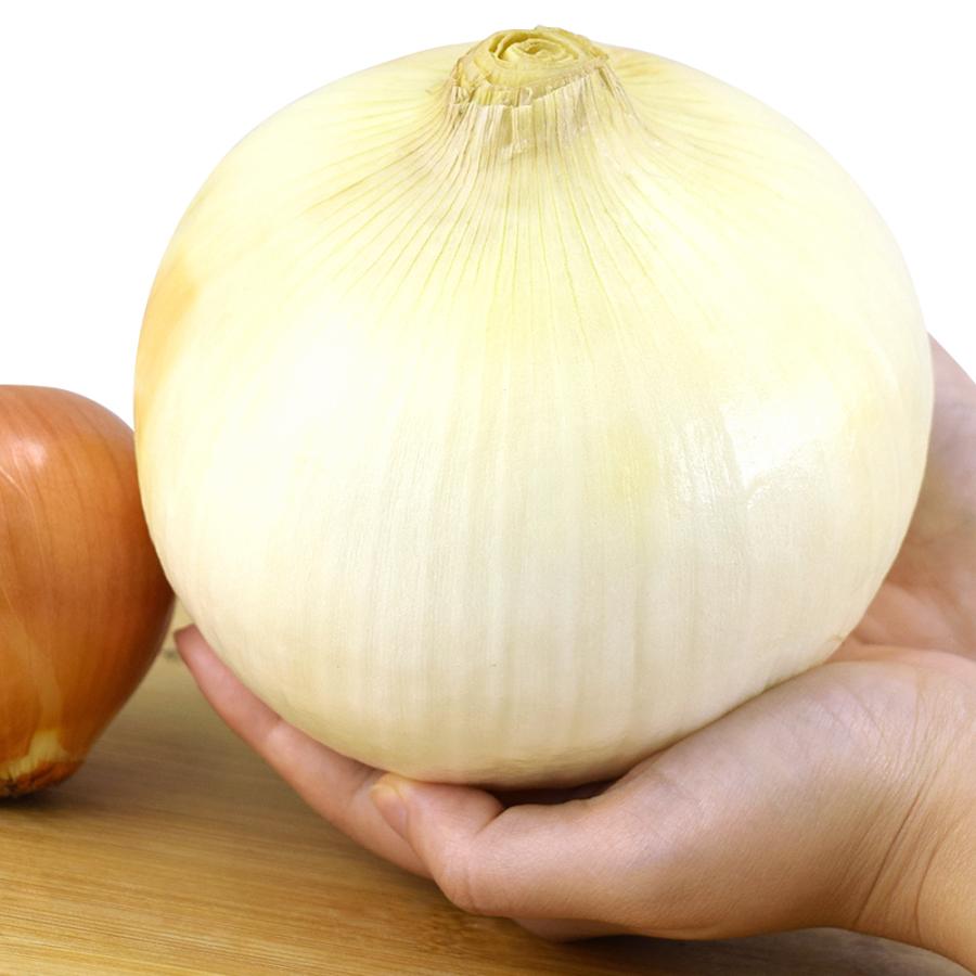 国華園 種 野菜たね タマネギ （中晩生）F1メガオニオン 1袋（3ml