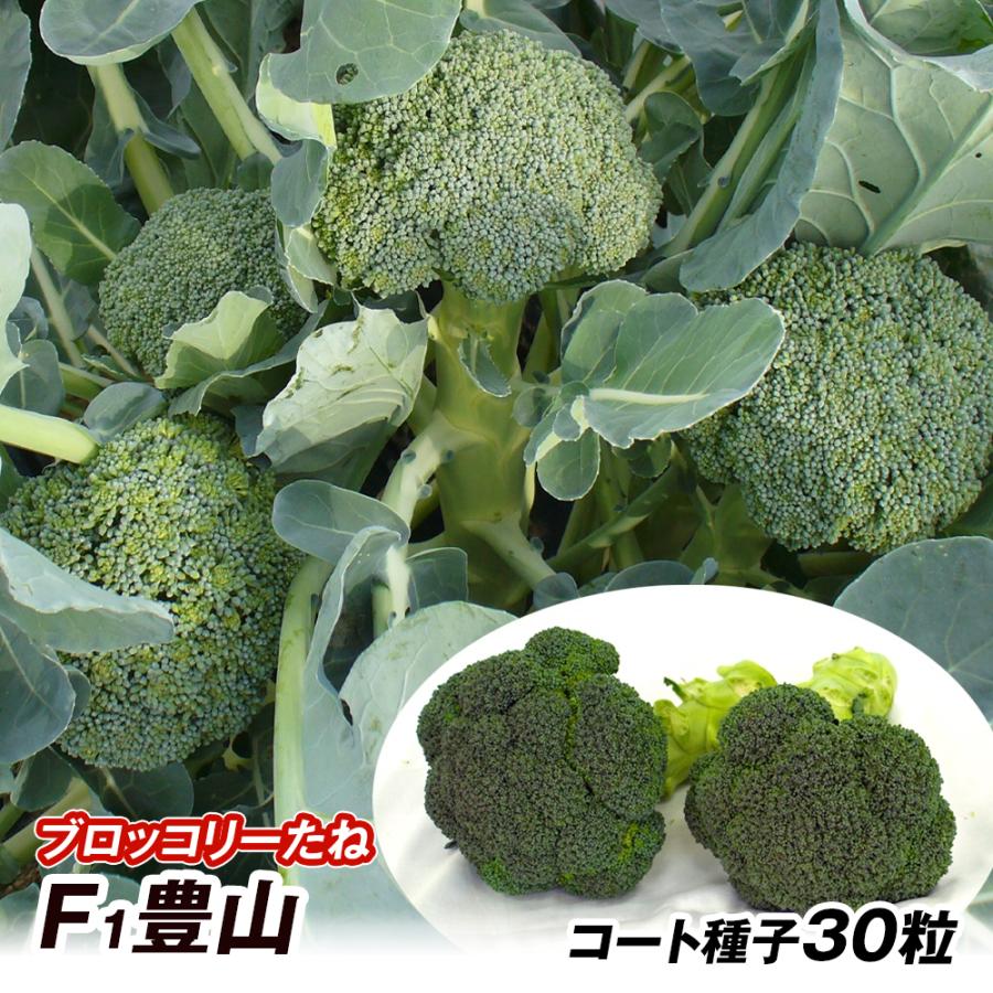 【kyou】大人気の新種が激安！ブロッコリーコート種子（おはよう）2個 kyou】大人気の新種が激安！ブロッコリーコート種子（おはよう