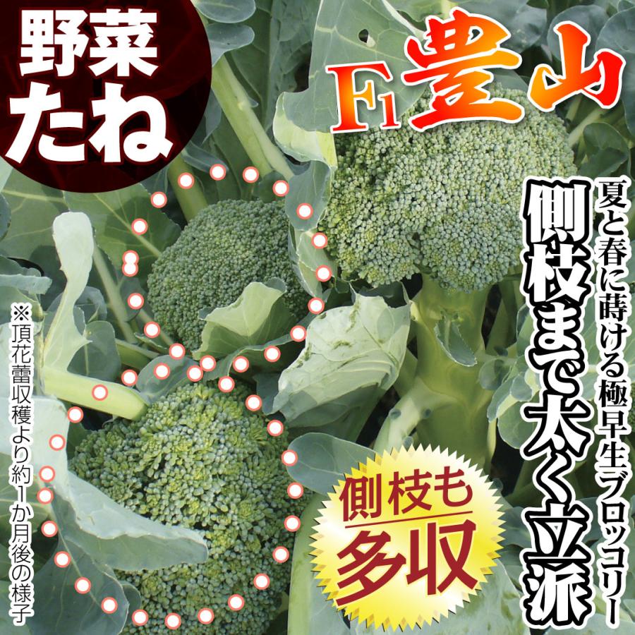 種 野菜たね ブロッコリー F1豊山 1袋（コート種子 100粒） 野菜