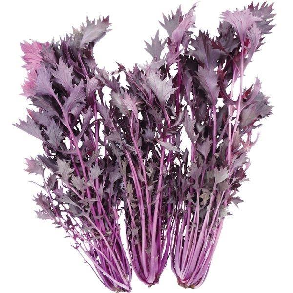 水菜 種 野菜たね 菜類 F1紅みずな 1袋 2ml 野菜のタネ 野菜