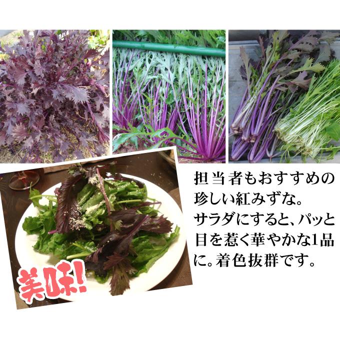 国華園 種 野菜たね 水菜 F1紅みずな 1袋（2ml） みずな やさいの種