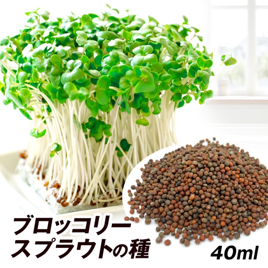 最高級のスーパー ブロッコリー タネ ブロッコリースプラウト 1袋 50ml 種 野菜たね Ytc69