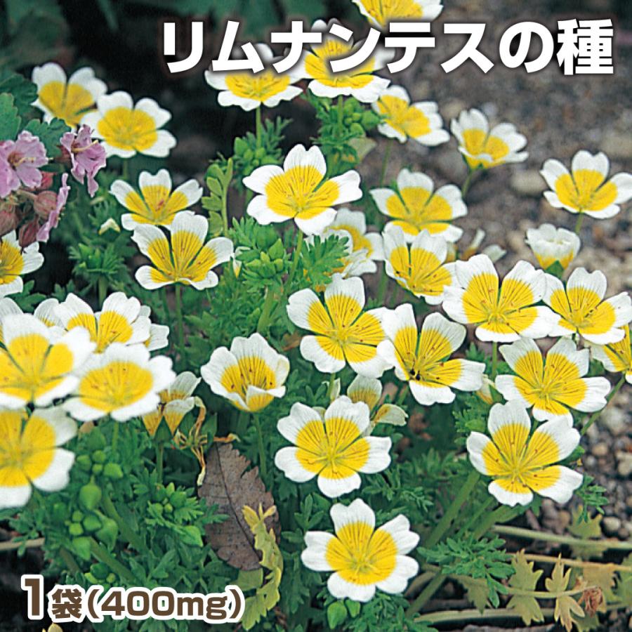 種 花たね リムナンテス 1袋 400mg 超特価sale開催