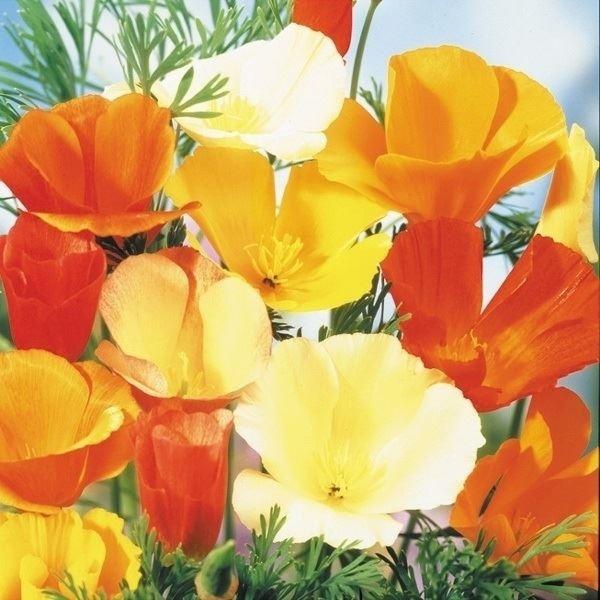 当店は最高な サービスを提供します 種 花たね カリフォルニアポピー混合 1袋 500mg