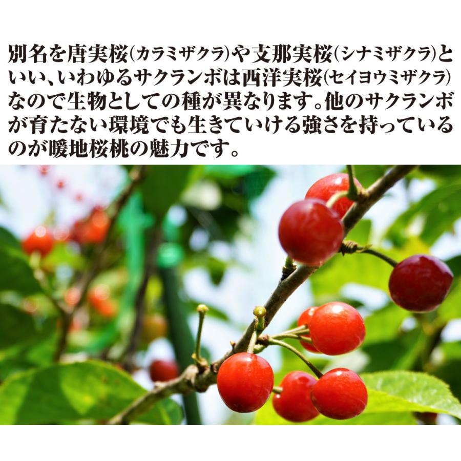 サクランボ 暖地桜桃 1株 果樹苗 国華園 : 花と緑 国華園 - 通販