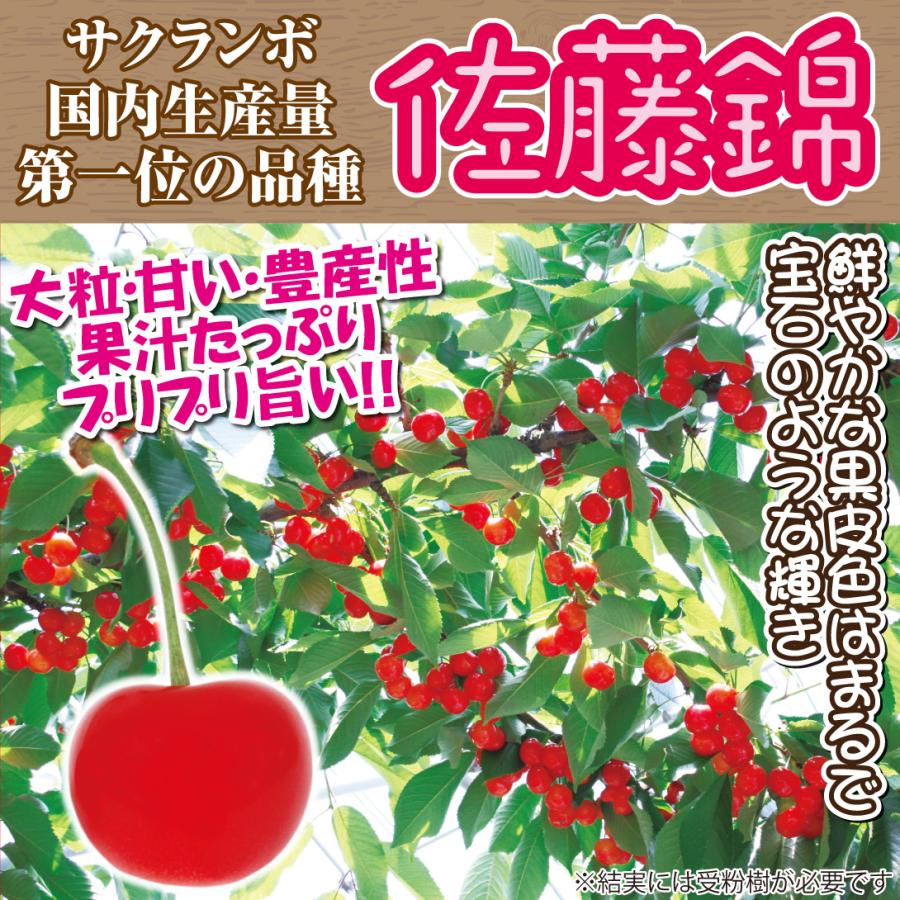 国華園 果樹苗 サクランボ 佐藤錦 1株 : 花と緑 国華園 - 通販 - Yahoo