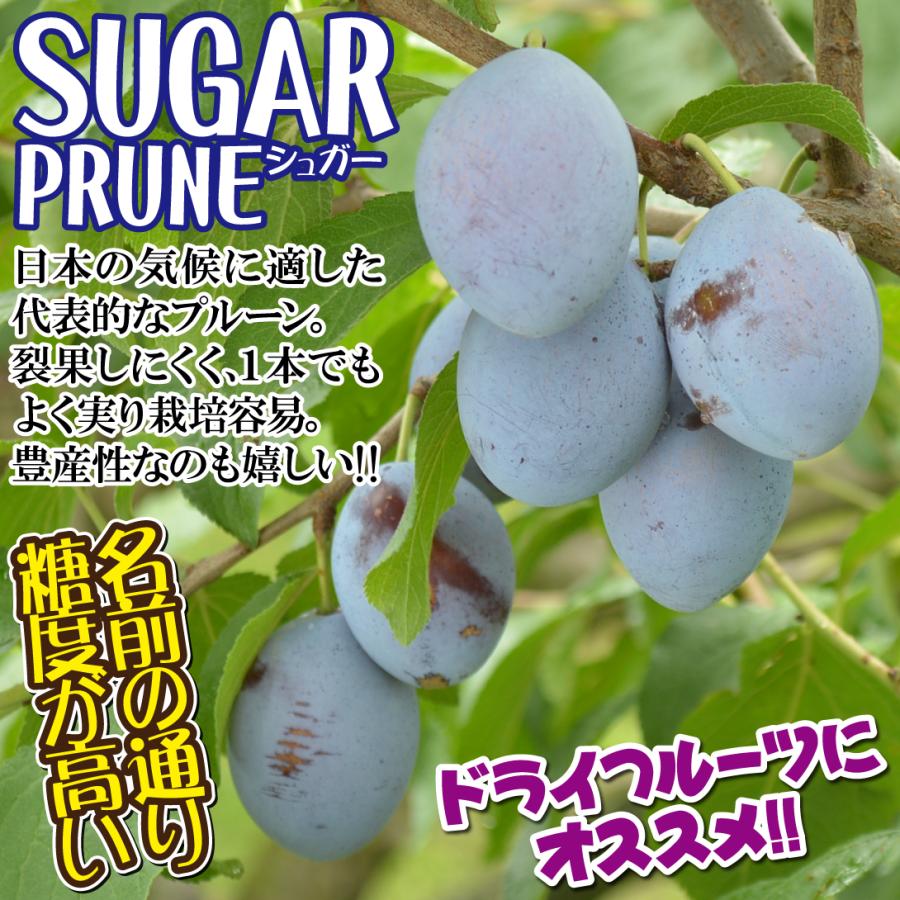 国華園 果樹苗 プルーン シュガー 1株 : 花と緑 国華園 - 通販 - Yahoo