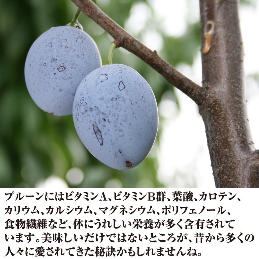 国華園 果樹苗 プルーン シュガー 1株 : 花と緑 国華園 - 通販 - Yahoo