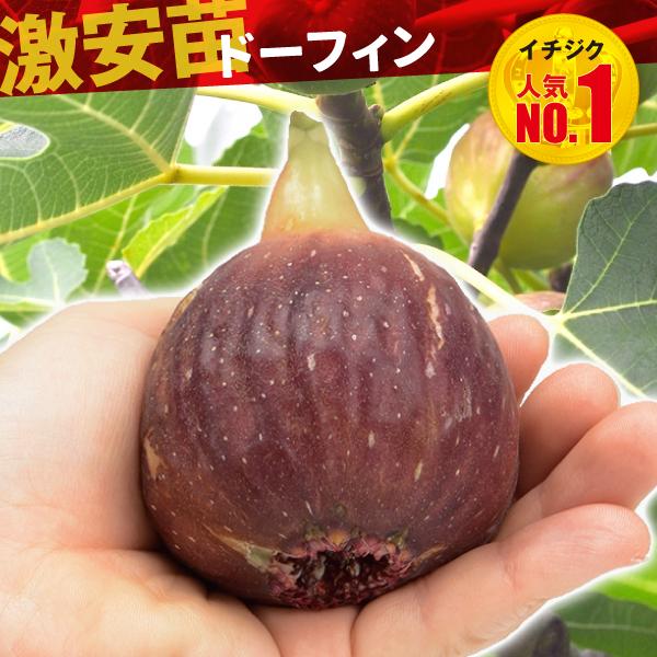 国華園 果樹苗 イチジク ドーフィン1株 : 花と緑 国華園 - 通販