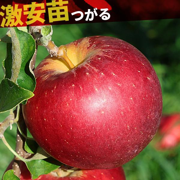 国華園 果樹苗 リンゴ つがる 1株 : 花と緑 国華園 - 通販 - Yahoo