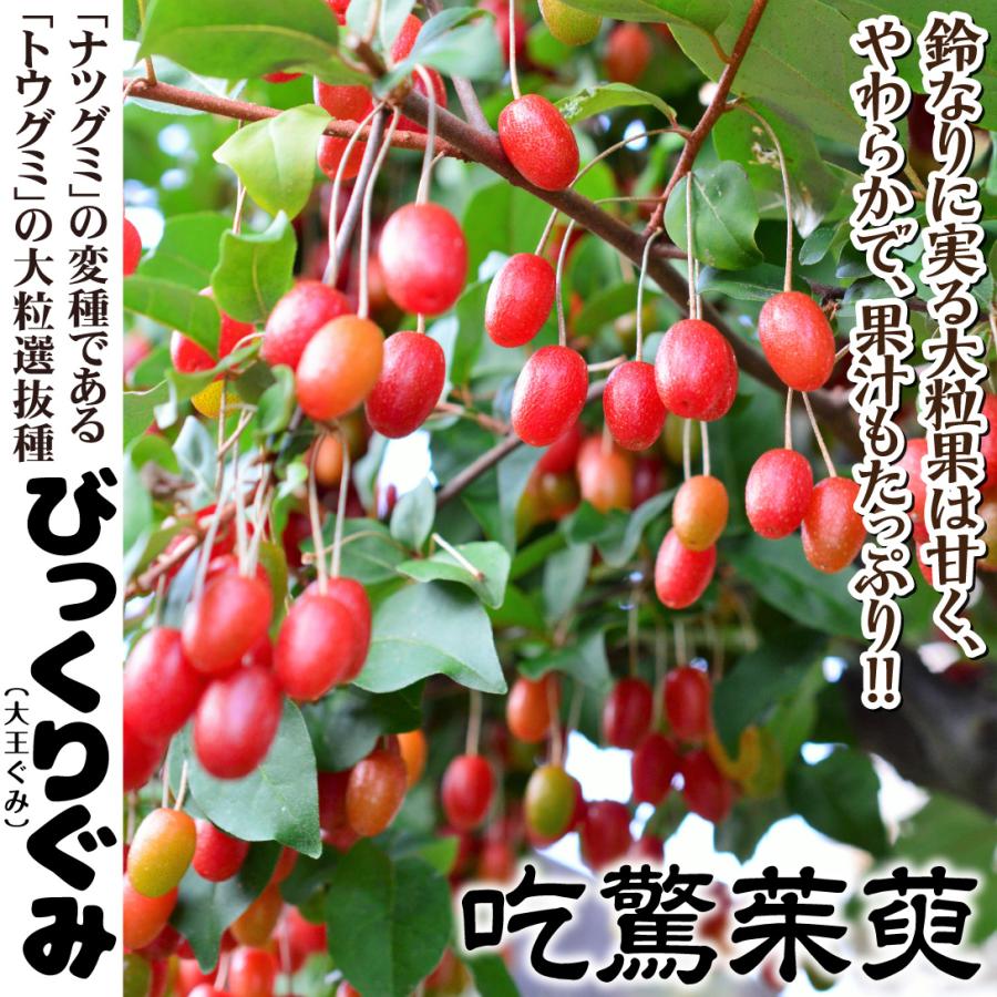 国華園 果樹苗 びっくりぐみ 1株 : 花と緑 国華園 - 通販 - Yahoo