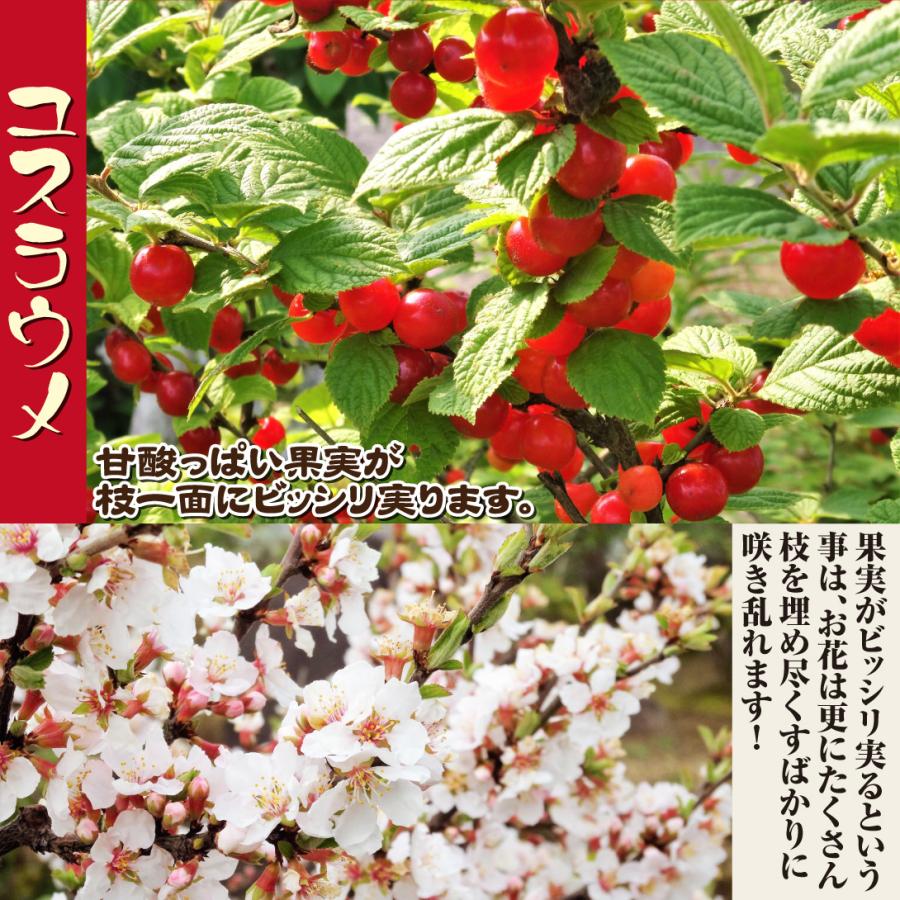 国華園 果樹苗 ユスラウメ 白実 1株 : 花と緑 国華園 - 通販 - Yahoo
