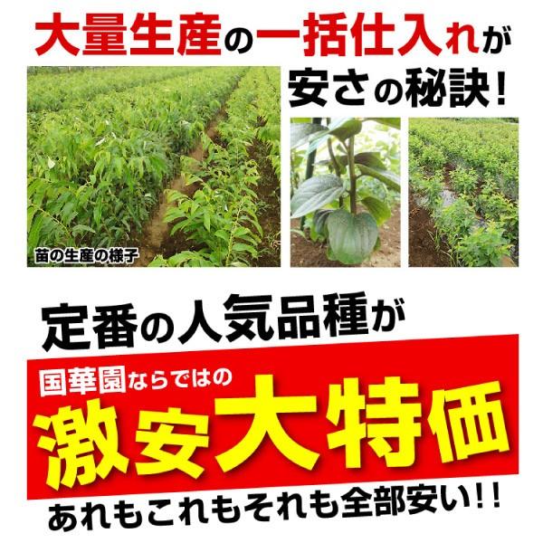 柿 苗木 苗 渋柿 平核無 1株 / 渋ガキ 苗 柿の木 果樹苗 国華園|kokkaen|02