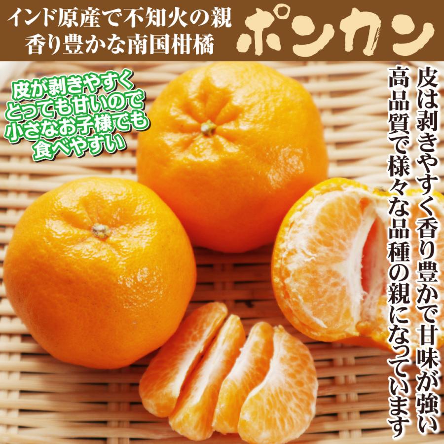 イカゴロ　和田果樹園の果物　10kg イカゴロ様専用 和田果樹園の果物 10kg 【公式通販】