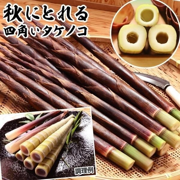 限定価格セール たけのこ 苗 シホウチク 2株 家庭菜園 自給自足 有用植物苗 山菜苗 国華園 7月発送 Aynaelda Com