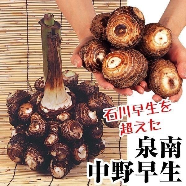 里芋 種芋 泉南中野早生 1kg さといも 里イモ 種いも タネイモ 家庭菜園 自給自足 球根 国華園 15 P3 198 花と緑 国華園 通販 Yahoo ショッピング