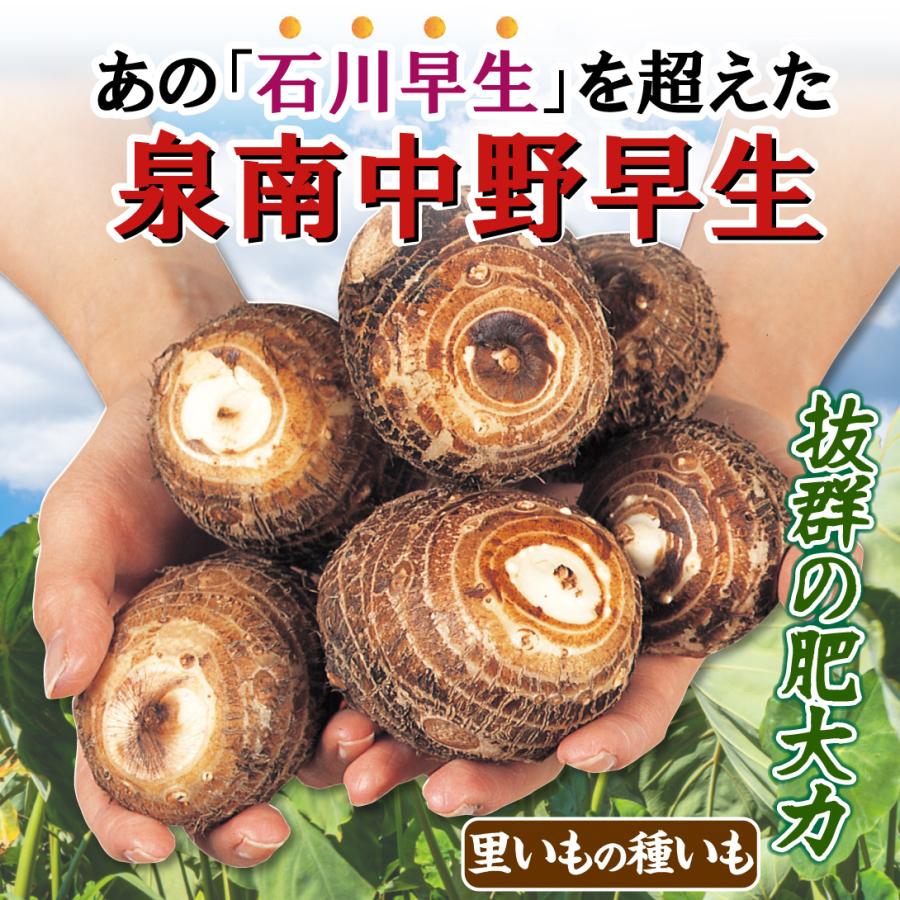 里いも種芋 泉南中野早生 3kg / 里芋 里いも 里イモ さといも 種芋