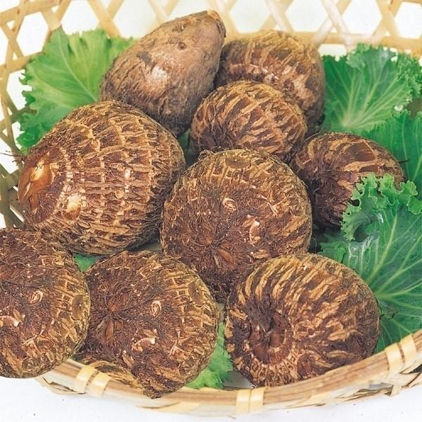 里いも種芋 子宝 500g / 里芋 里いも 里イモ さといも 種芋 タネイモ 家庭菜園 自家菜園 オススメ 美味しい モチモチ 縁起がいい 貯蔵（Yahoo!・花と緑 国華園）