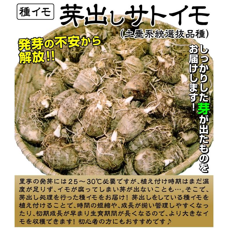 里いも種芋 芽出しサトイモ(土垂系統選抜系) 500g / 里芋 里いも 里イモ さといも 種芋 タネイモ 家庭菜園 自家菜園 オススメ 初心者 土垂 めだし 芽が出ている｜kokkaen｜02