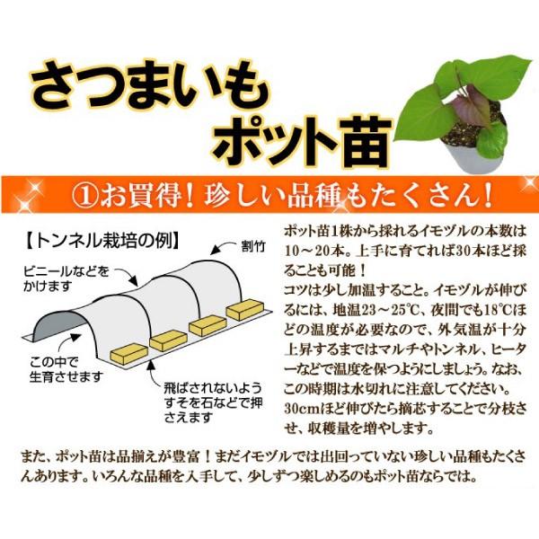 さつまいもポット苗 ベニアズマポット苗 2株 / さつまいもの苗