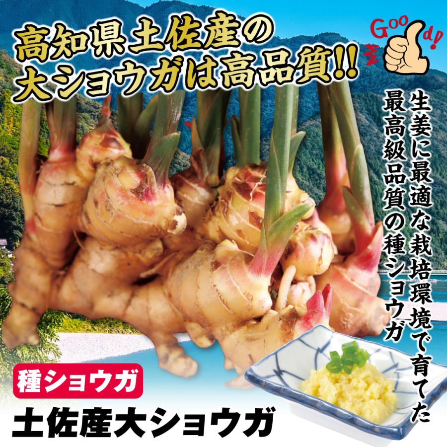 種ショウガ 土佐産大ショウガ 5kg / 生姜 しょうが 家庭菜園 自家菜園
