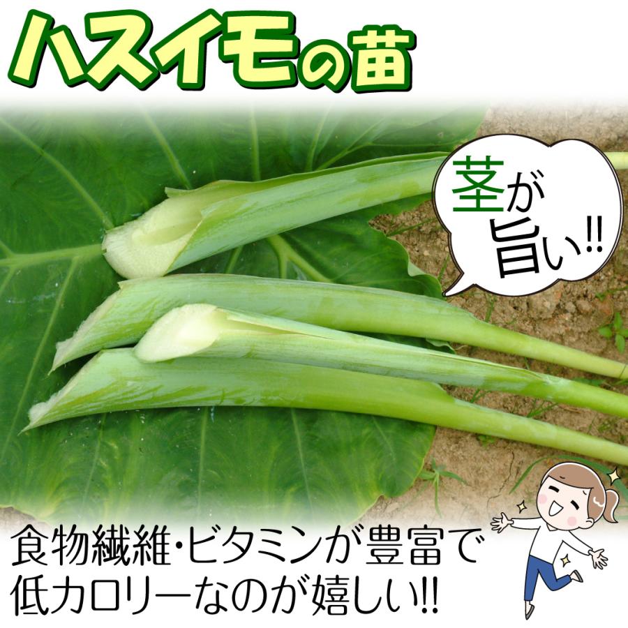 種芋 ハスイモ (ポット苗) 2株 / はすいも 茎 ズイキ ずいき : 花と緑