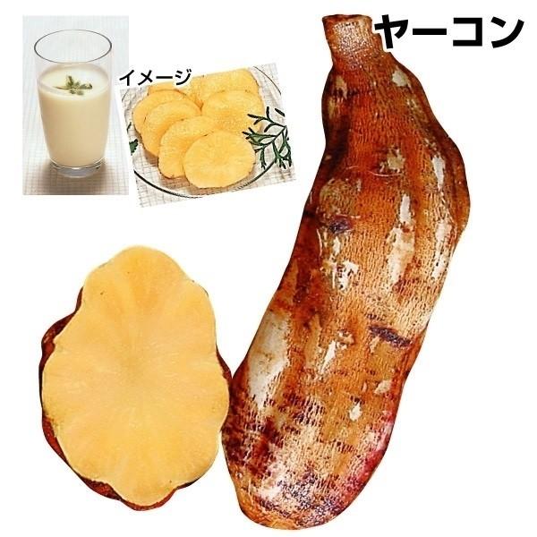 種芋 ヤーコン サラダオカメ PVP (ポット苗) 6株 / やーこん さらだおかめ ヤーコン茶 オリゴ糖 ポリフェノール ジュース サラダ（Yahoo!・花と緑 国華園）