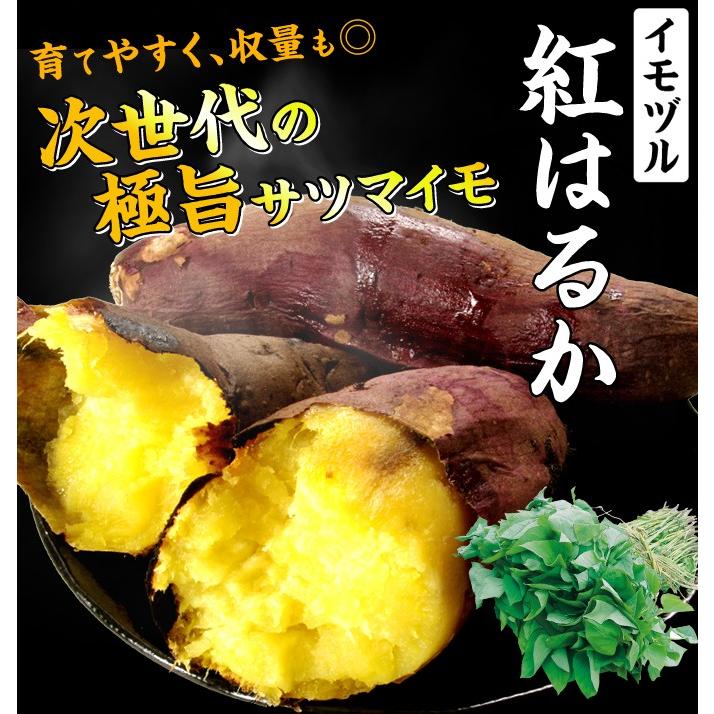 千葉県産ベニはるか芋苗300本 国華園 イモヅル 芋づる べにはるかPVPイモヅル300本 / さつまいもの苗