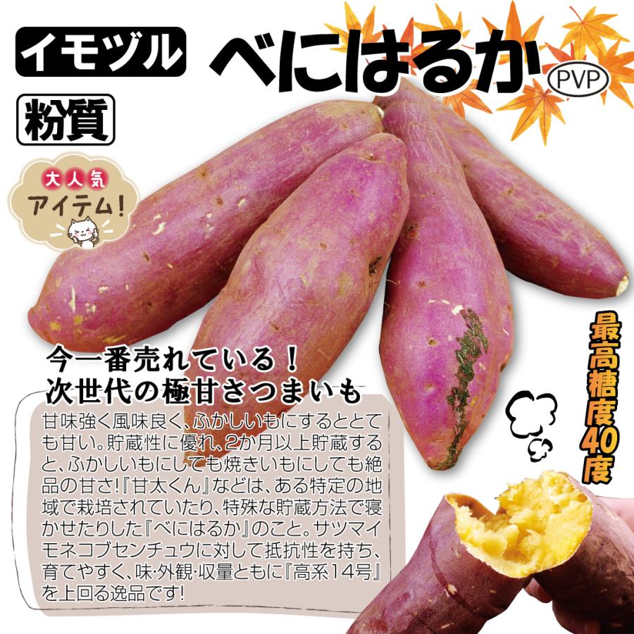 国華園 イモヅル 芋づる べにはるかPVPイモヅル300本 / さつまいもの苗