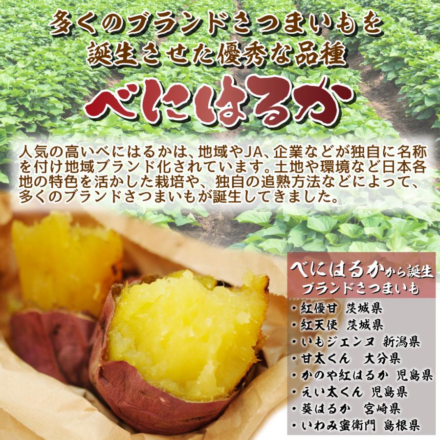 国華園 イモヅル 芋づる べにはるかPVPイモヅル300本 / さつまいもの苗