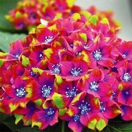 アジサイの仲間 苗 スクロスワッカーバート外 1株 紫陽花苗 花木苗 国華園（Yahoo!・花と緑 国華園）
