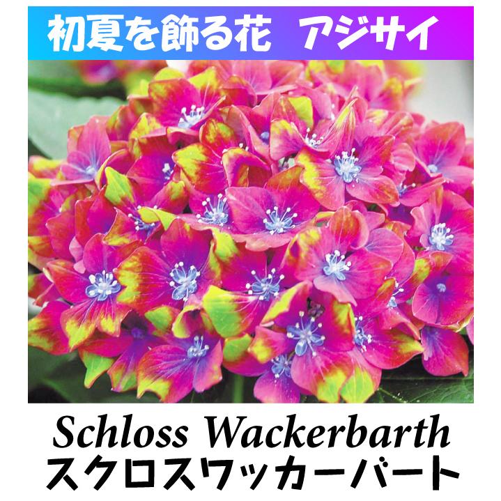 国華園 アジサイの仲間 苗 スクロスワッカーバート外 1株 紫陽花苗