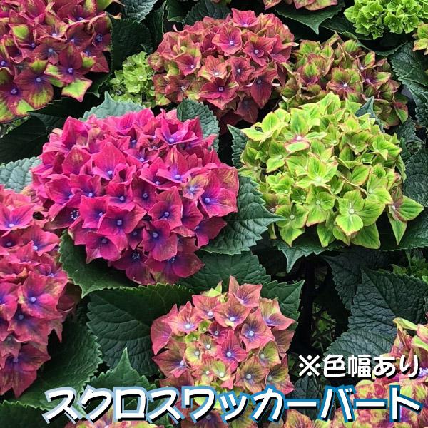アジサイの仲間 苗 スクロスワッカーバート外 1株 紫陽花苗 花木苗 国
