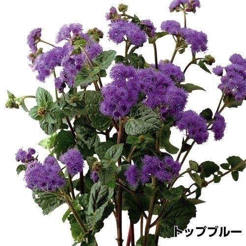 種 花たね 切花向き アゲラタム トップブルー 1袋 30粒 花のタネ 花 種子 タネ 花壇 鉢植え ガーデニング 国華園 15 P7 090 花と緑 国華園 通販 Yahoo ショッピング