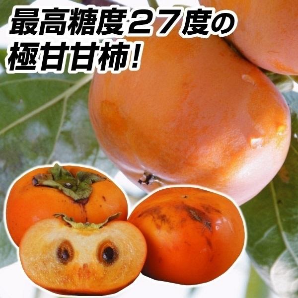 柿 苗木 カキ 甘柿 恋姫 1株 甘ガキ 苗 柿の木 果樹苗 国華園 15 P8 041 花と緑 国華園 通販 Yahoo ショッピング