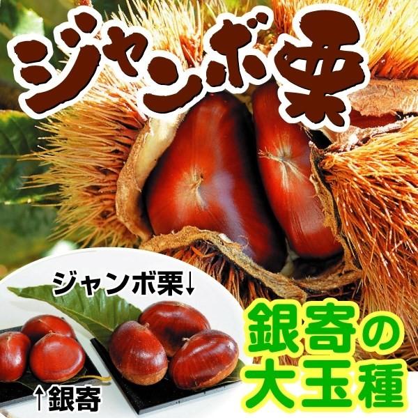 クリ 3株 くり 苗 苗木 栗 栗の木 花と緑 苗木 ジャンボ栗 果樹苗