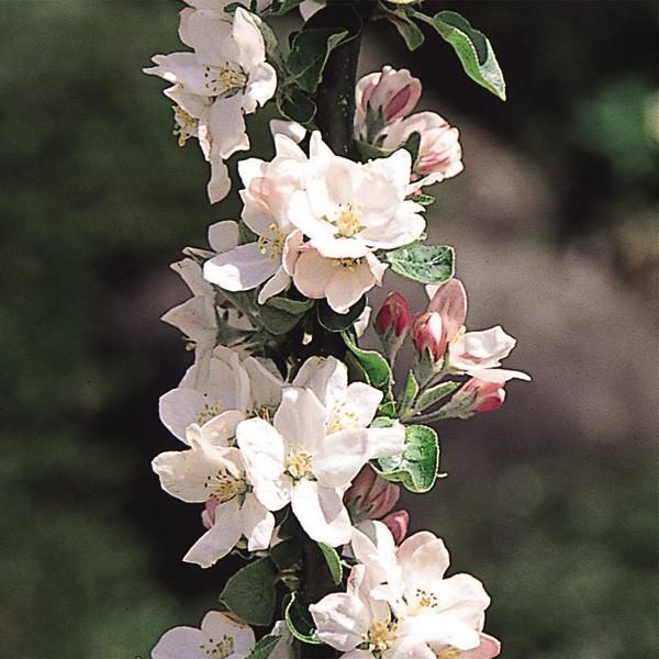 ミニリンゴ 苗木 ボレロr 1株 バレリーナrツリー 林檎 姫りんご 苗 リンゴの苗木 リンゴの木 果樹苗 国華園 15 P8 295 花と緑 国華園 通販 Yahoo ショッピング