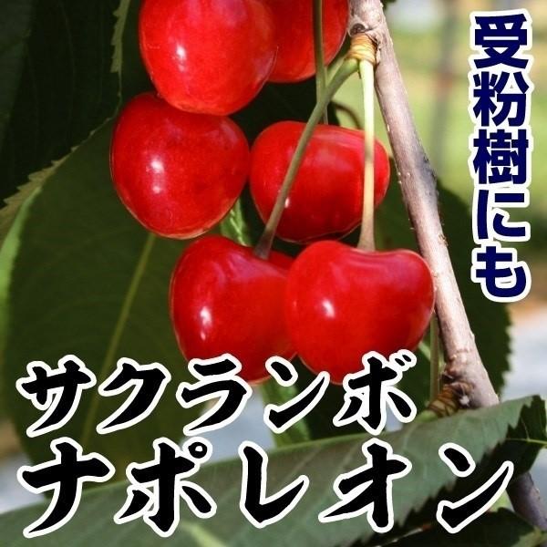 果樹苗 サクランボ ナポレオン 1株（Yahoo!・花と緑 国華園）