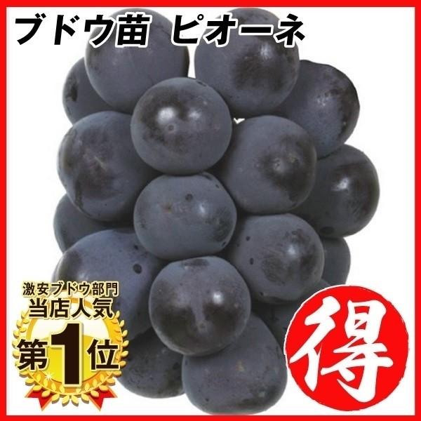 果樹苗 ブドウ ピオーネ 1株（Yahoo!・花と緑 国華園）