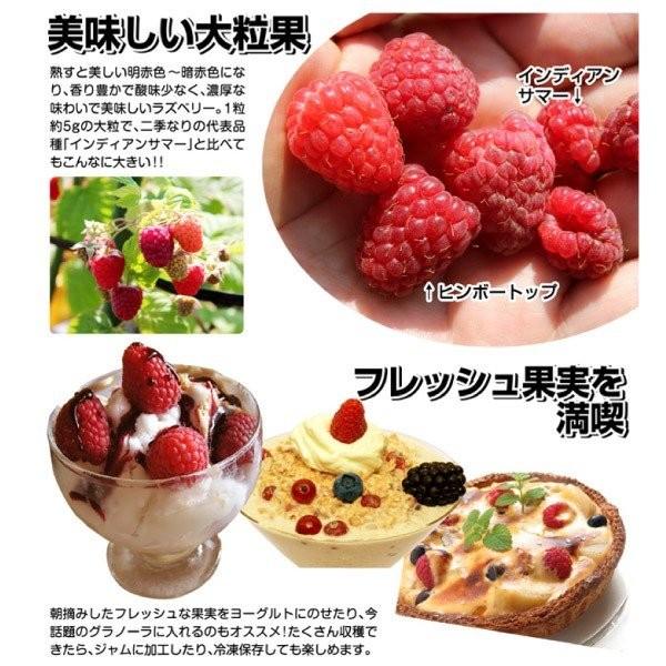 果樹苗 キイチゴ ラズベリー ヒンボートップ 1株 : 花と緑 国華園