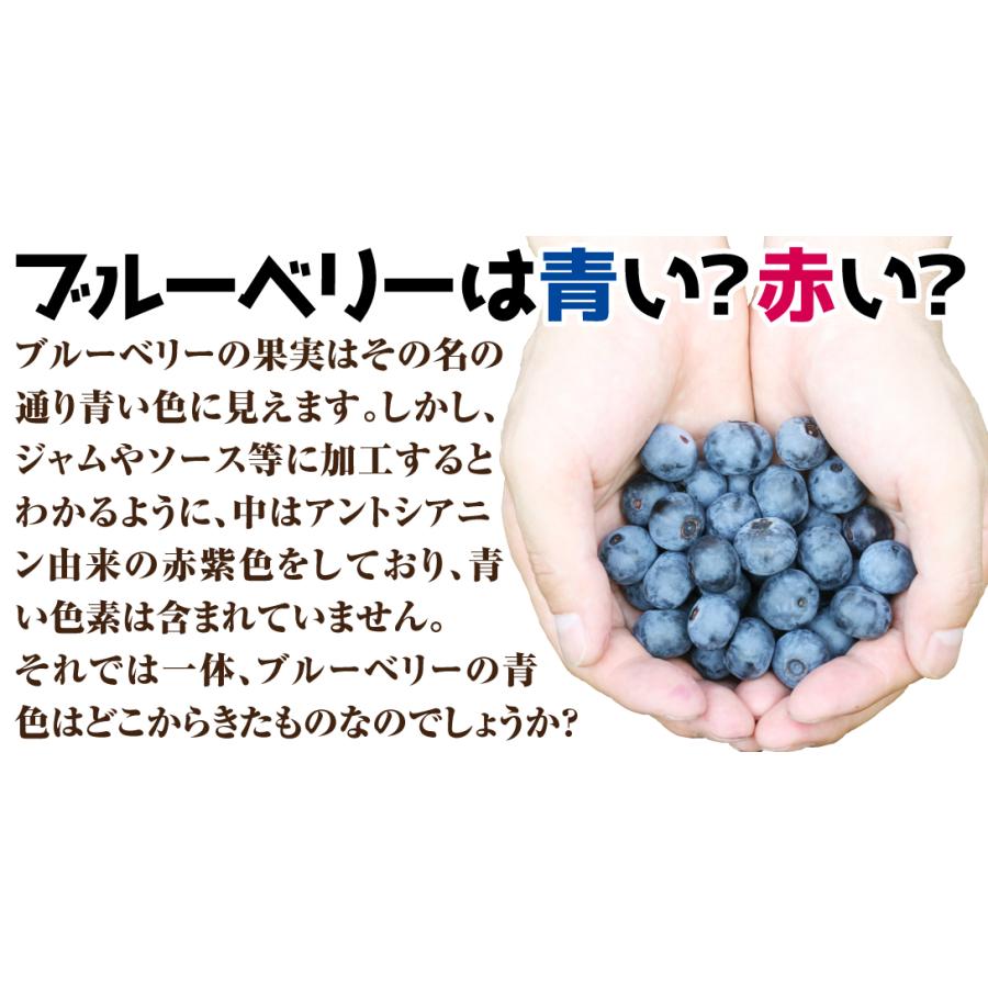 フェスティバル&コロンブス　ブルーベリー　準大苗セット ブルーベリー 【植物の 3号】｜ 【果樹の苗 フェスティバル 果樹