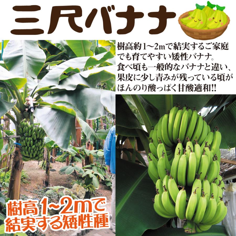 国華園 バナナ 三尺バナナ 1株 トロピカルフルーツ 果樹苗 : 花と緑 国