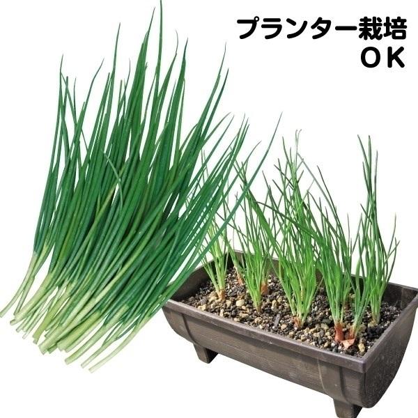 国内即発送 ワケギ種球 二十日ワケギ 500g 家庭菜園 成長早い はつかわけぎ はつかワケギ プランター栽培 繰り返し収穫 何回も収穫 ワケギの種球 栽培簡単 自給自足 植物