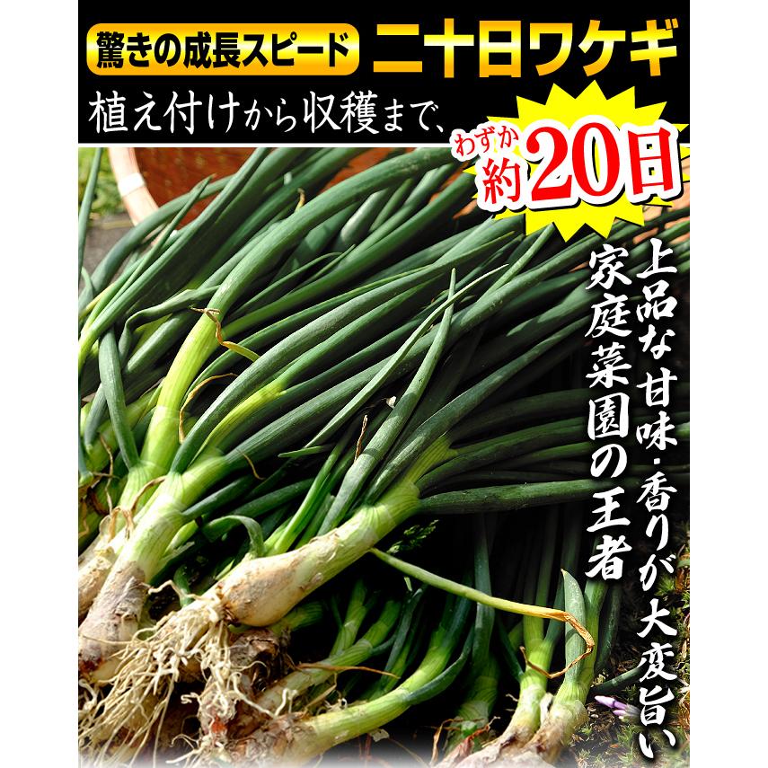 ワケギ種球 二十日ワケギ 500g / 家庭菜園 成長早い はつかわけぎ は