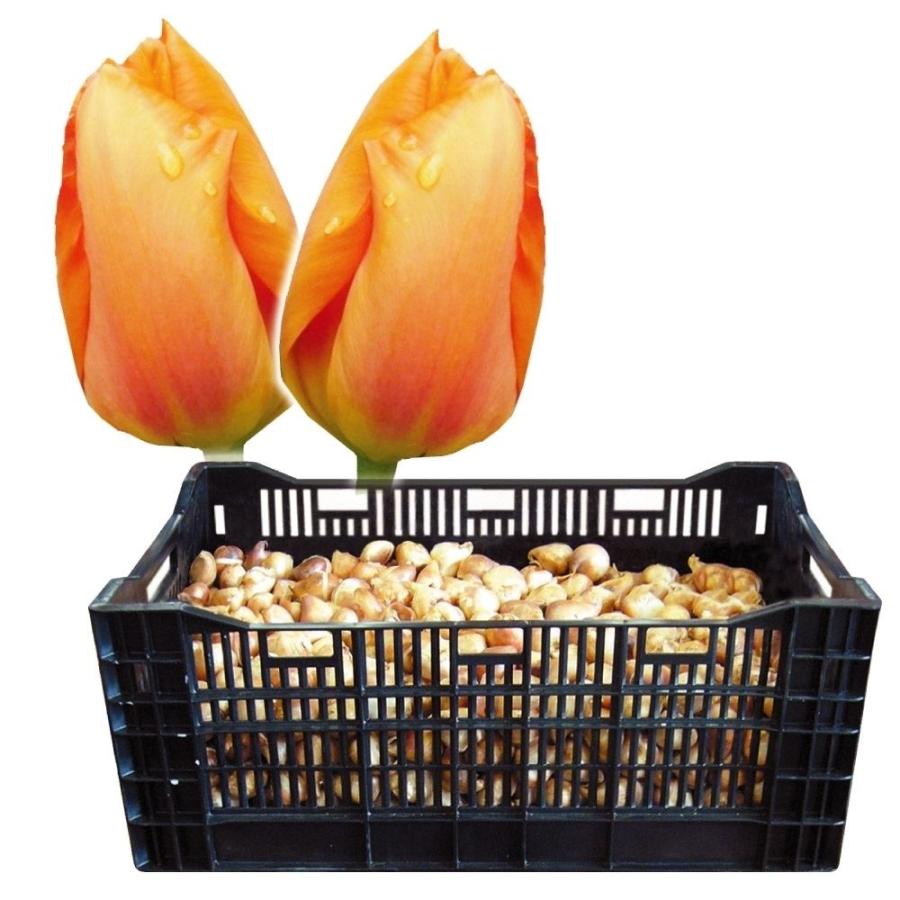 チューリップ 球根 普通球 橙花 ケース販売 1100球 15n P0 0000 花と緑 国華園 通販 Yahoo ショッピング