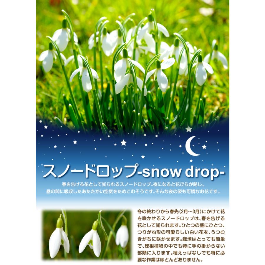 スノードロップ ガランサス エルウィシー 10球 球根 秋植え球根|kokkaen|02