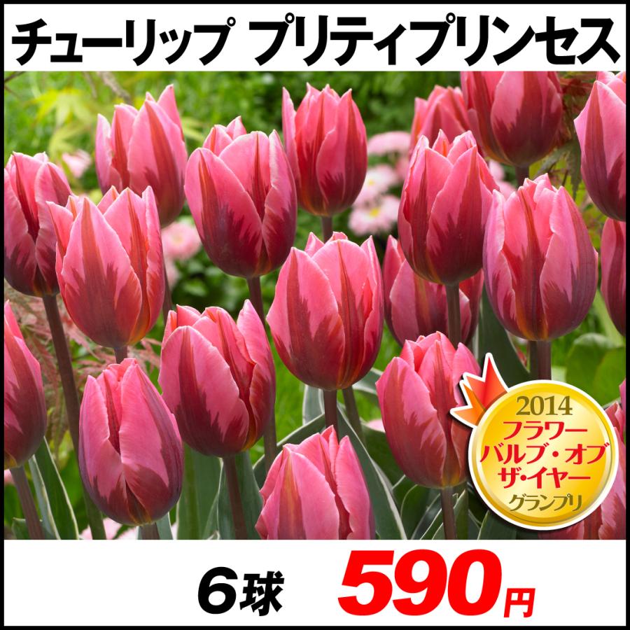 セールsale Off チューリップ 球根 プリティプリンセス 6球 着後レビューで 送料無料