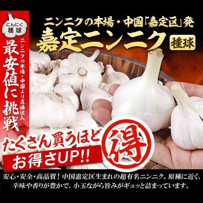 にんにく（嘉定種）100個