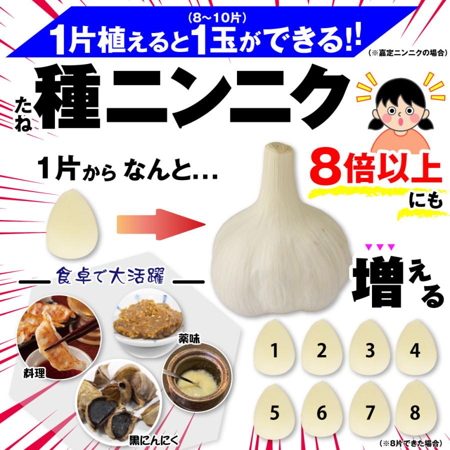 国華園 ニンニク 種球 嘉定ニンニク (種球) (中国産) 500g / にんにく